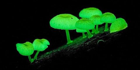 paket wisata halimun paket wisata flora jamur menyala glowing mushrooms