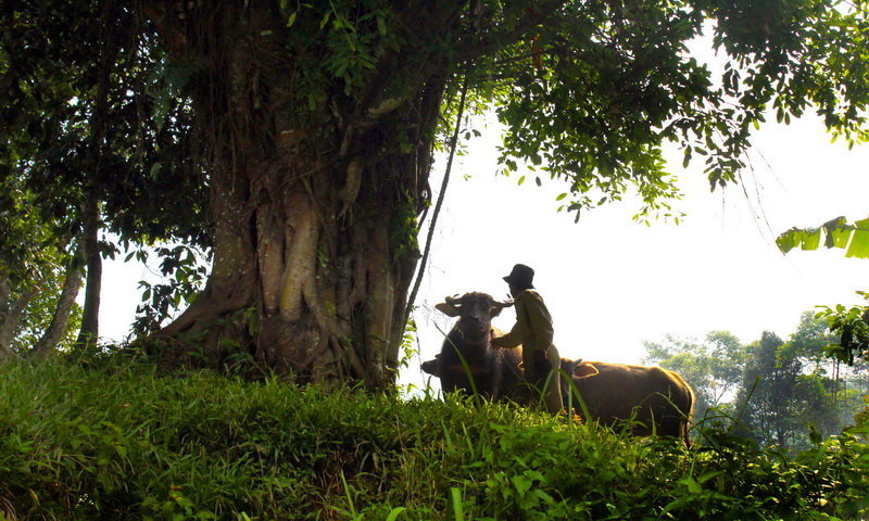 Tempat wisata Bogor kampung agro kerbau